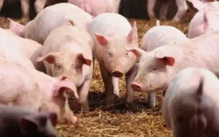 Bahaya Cacing Pita Babi