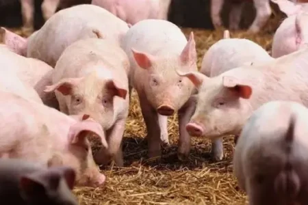 Bahaya Cacing Pita Babi