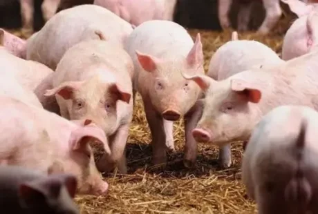 Bahaya Cacing Pita Babi