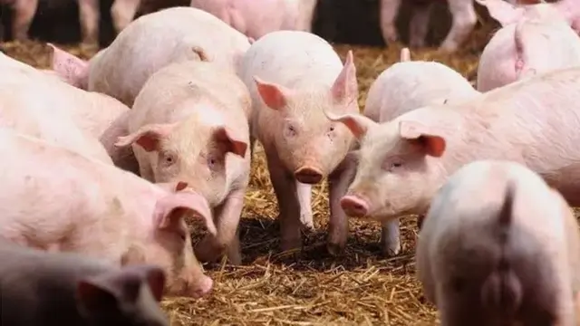 Bahaya Cacing Pita Babi