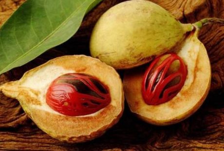 Ekspor Buah Pala Indonesia