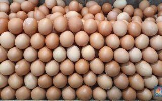 Ekspor Telur Ayam Berkualitas Kunci Sukses Profit Melimpah