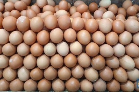 Ekspor Telur Ayam Berkualitas Kunci Sukses Profit Melimpah