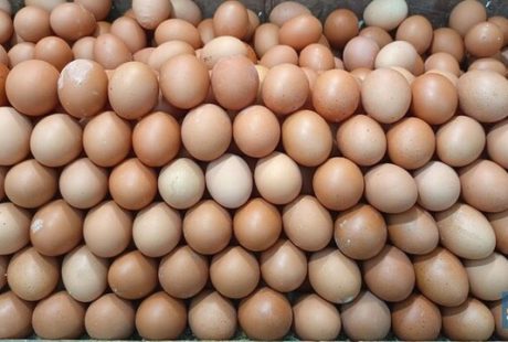 Ekspor Telur Ayam Berkualitas Kunci Sukses Profit Melimpah
