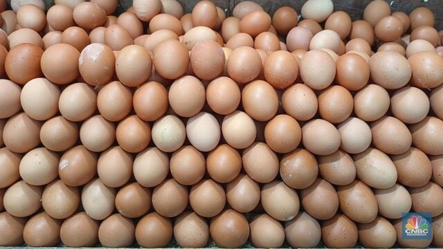 Ekspor Telur Ayam Berkualitas Kunci Sukses Profit Melimpah